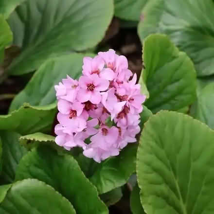 Photo of free Bergenia plants - bare rooted (The Dell SG4) #1