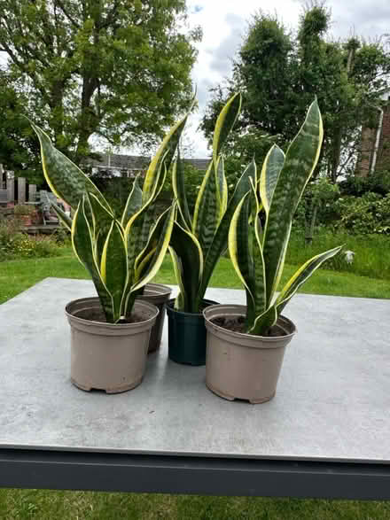 Photo of free Snake Plants (CT5) #1