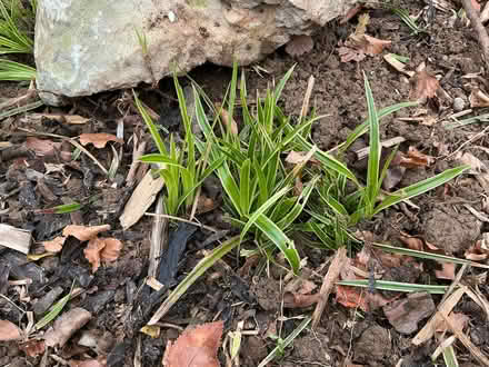 Photo of free Carex variegated evergreen grass (Allithwaite LA11) #2