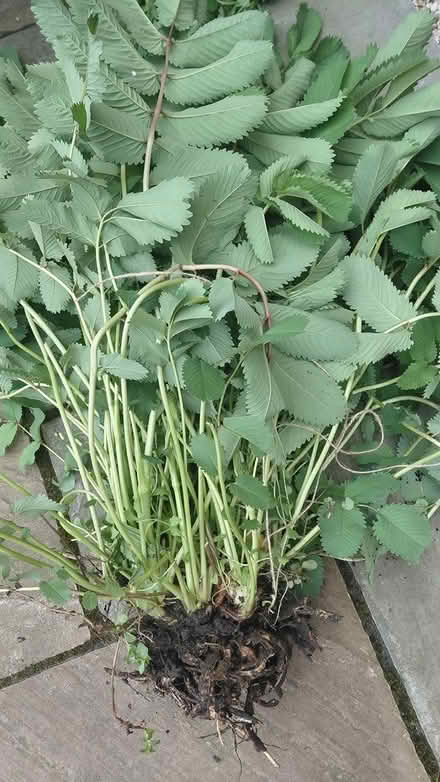 Photo of free Sanguisorba plant (Sheffield S12) #1