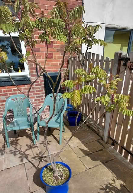 Photo of free Tree in planter (Sheffield S12) #2