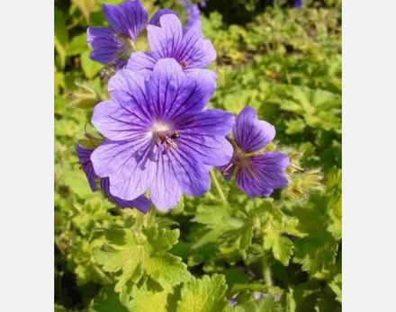 Photo of Purple crane'sbill geranium plants (Bridlington YO16) #1