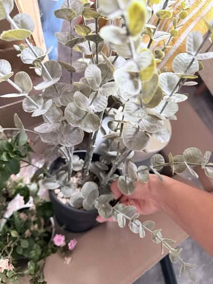 Photo of free 4 plan pots (Collection SW6) #3