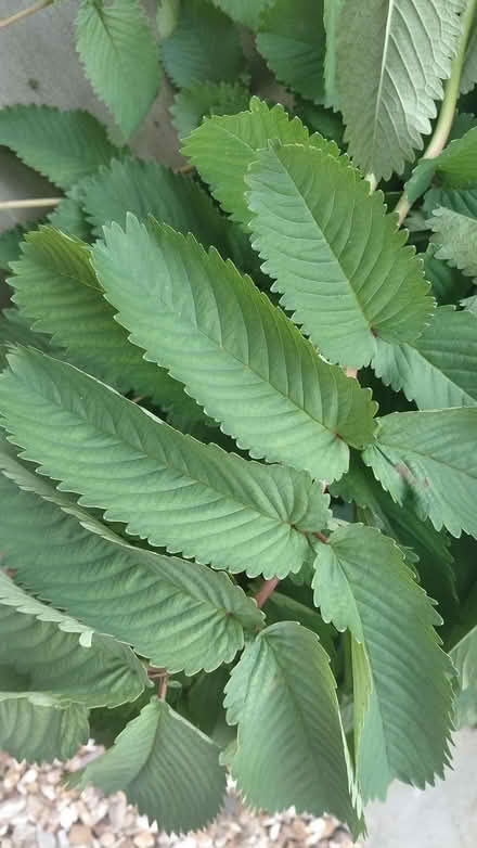 Photo of free Sanguisorba plant (Sheffield S12) #3