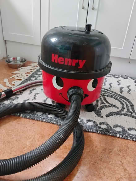 Photo of free Henry to rehome (Shard End B36) #1