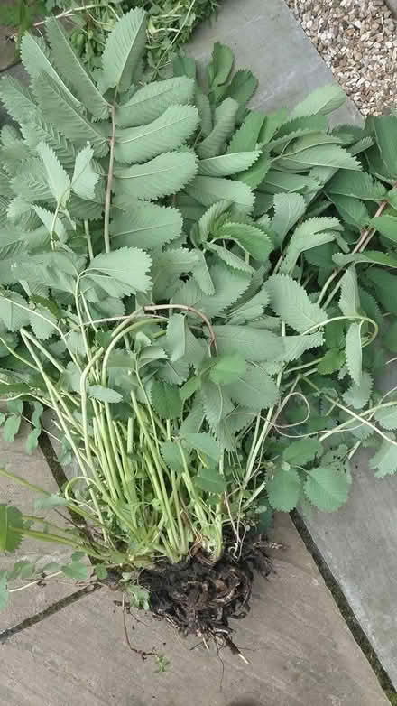 Photo of free Sanguisorba plant (Sheffield S12) #2