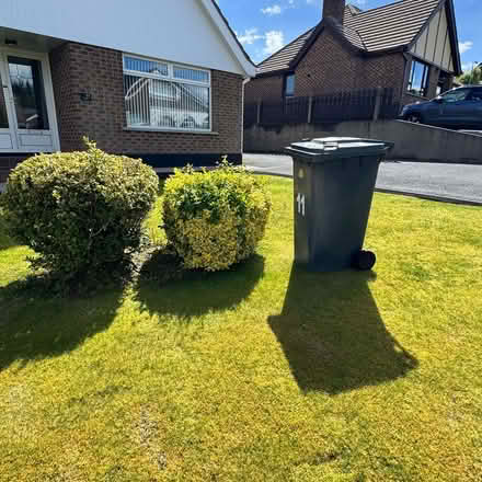 Photo of free 2 large mature Euonymus bushes (Ballybeen BT16) #3