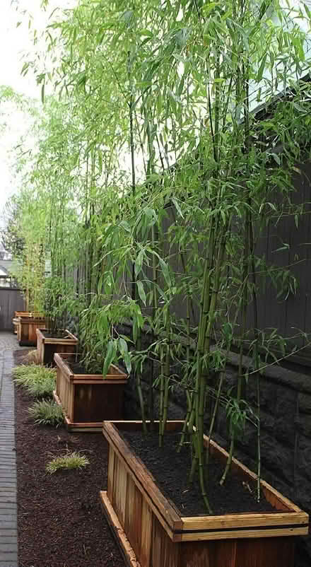 Photo of Bamboo plants (Knowle BS4) #1