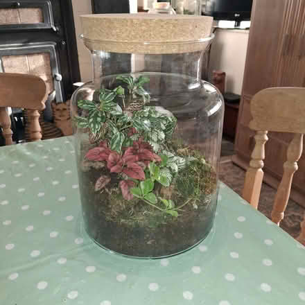 Photo of Large Jars for Terrariums (Windermere LA23) #2