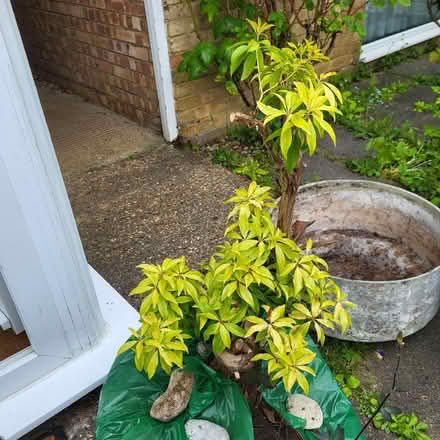 Photo of free Mature Pieris (Oxlease AL10) #1