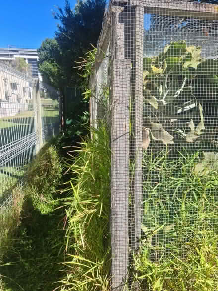 Photo of free Garden Enclosure 3 x 3 metres (Wynnum) #2