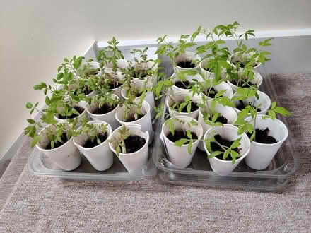 Photo of free Tomato seedlings (Anns Hill, Gosport PO12) #1