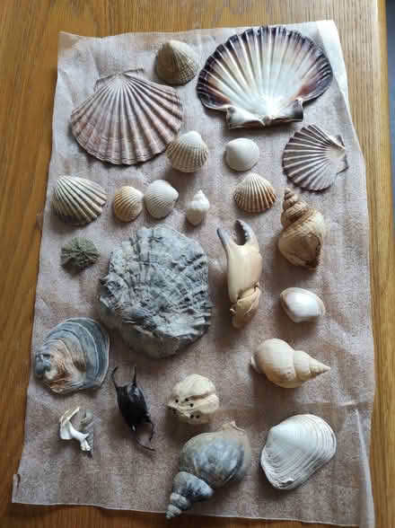 Photo of free Seashells (Buglawton CW12) #1