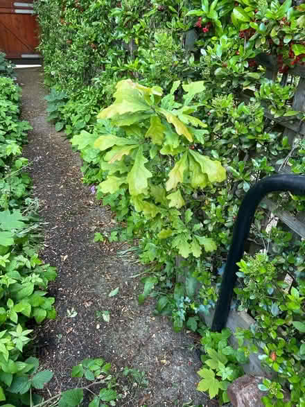 Photo of free Oak sapling (Chapeltown LS7) #2