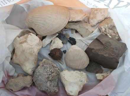 Photo of free Fossils and flints (West Bedhampton PO9) #1