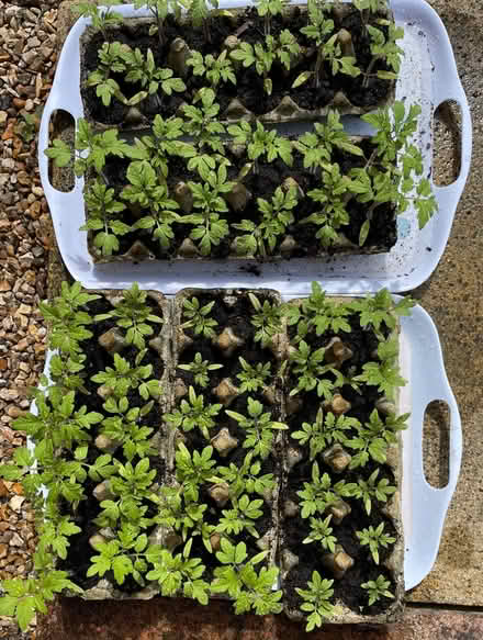 Photo of free Tomato seedlings ready for planting out (Widmer End HP15) #1