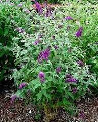 Photo of free 9 Mature Buddleia (Butterfly) purple bushes (Heald Green SK8) #2