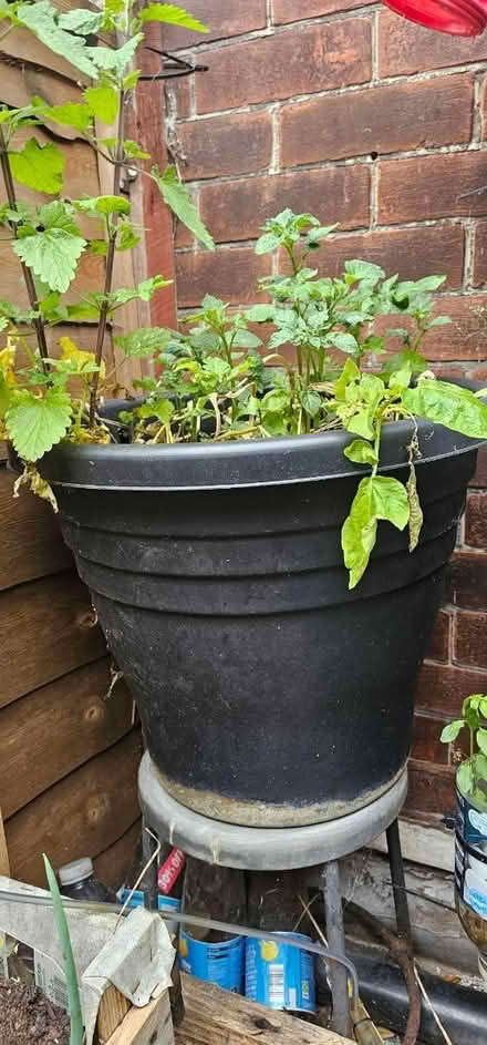 Photo of free Garden bundle / job lot (CR8) #4