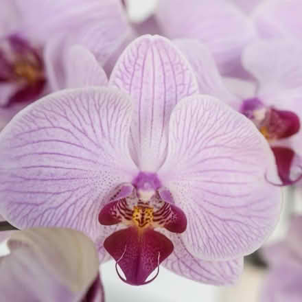 Photo of free Orchid Plant (Mill Valley) #2