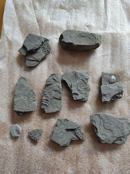 Photo of free Fossils (Buglawton CW12) #1