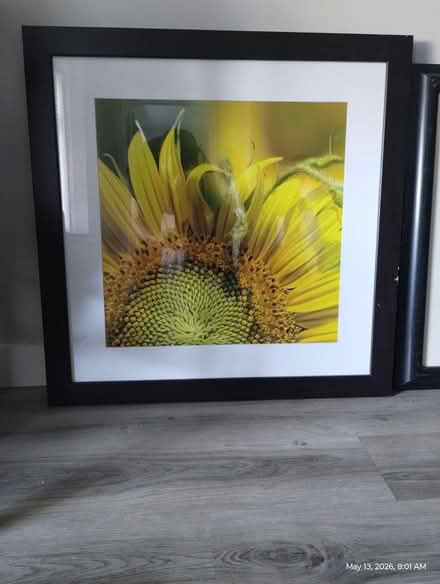 Photo of free Sunflower photo ,- (Moving!) (19124) #1