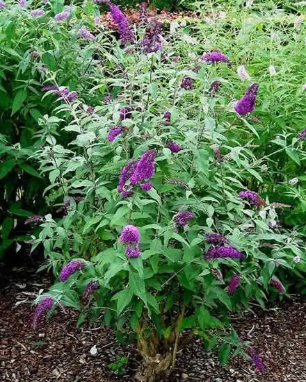 Photo of free 9 Mature Buddleia (Butterfly) purple bushes (Heald Green SK8) #1