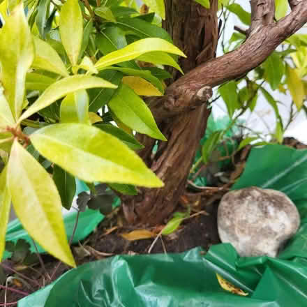 Photo of free Mature Pieris (Oxlease AL10) #2