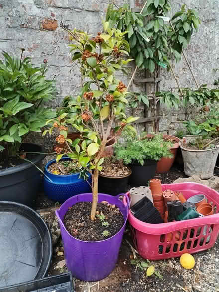 Photo of free White flowering camellia (South Tonbridge) #1