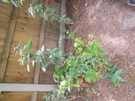 Photo of free 9 Mature Buddleia (Butterfly) purple bushes (Heald Green SK8) #4