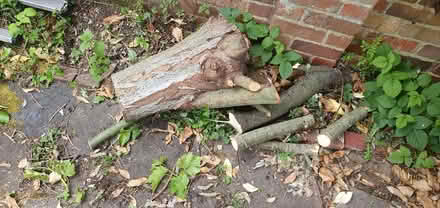 Photo of free log & branches (Battle RG30) #2