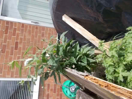 Photo of free 9 Mature Buddleia (Butterfly) purple bushes (Heald Green SK8) #3