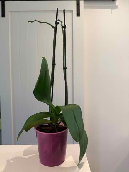 Photo of free Orchid Plant (Mill Valley) #1