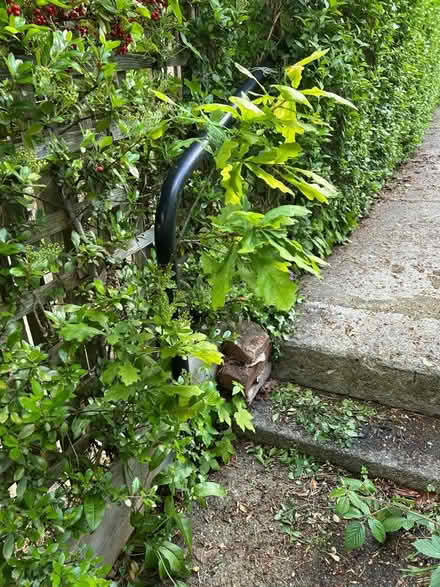 Photo of free Oak sapling (Chapeltown LS7) #1