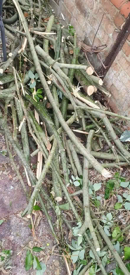 Photo of free log & branches (Battle RG30) #1
