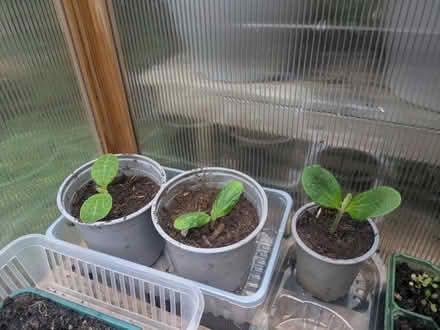 Photo of free Wee courgette plants (Mosspark, Glasgow G52) #1