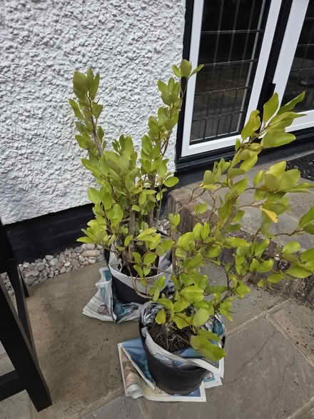 Photo of free 2 Griselinia (Letchworth) #1
