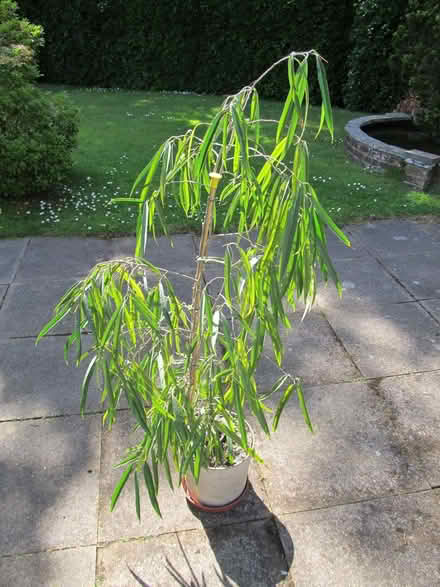 Photo of free Indoor Fig Tree (Sunnyside RH19) #1