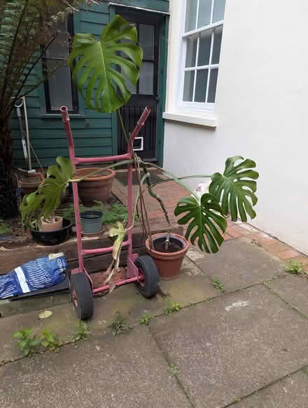 Photo of free Swiss Cheese Plant (Spitalfields E1) #1