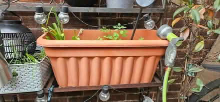 Photo of free Garden bundle / job lot (CR8) #3