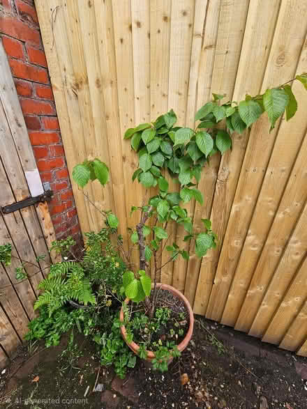 Photo of free Cherry blossom tree & holly bush (CH45) #1