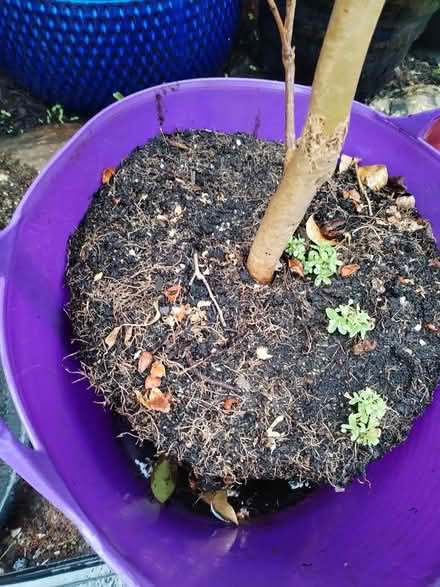 Photo of free White flowering camellia (South Tonbridge) #4