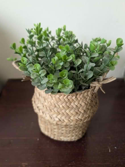 Photo of free Fake plant (Abingdon, OX14 3TD) #1