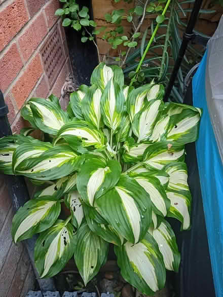 Photo of free Hosta plants (Shelton Lock,) #2