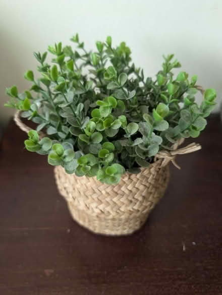Photo of free Fake plant (Abingdon, OX14 3TD) #2