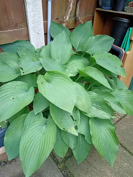 Photo of free Hosta plants (Shelton Lock,) #1