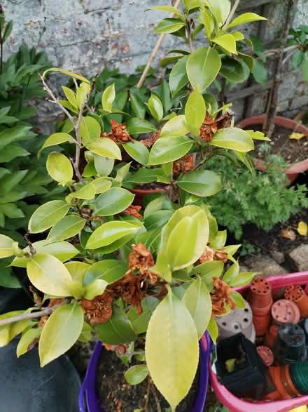 Photo of free White flowering camellia (South Tonbridge) #2