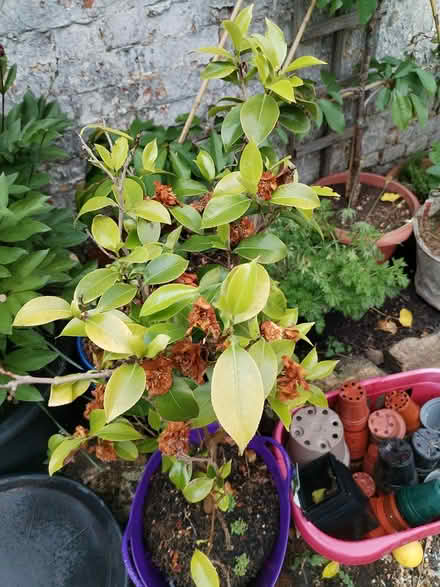 Photo of free White flowering camellia (South Tonbridge) #3