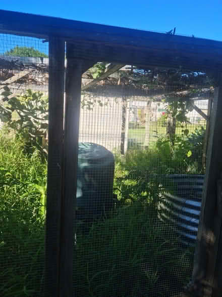 Photo of free Garden Enclosure 3 x 3 metres (Wynnum) #3