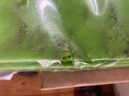 Photo of free Lime green PEVA shower curtain - small damage (Wandsworth Common SW17) #2