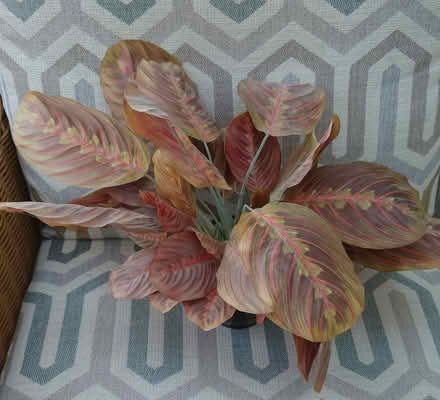 Photo of free Faux Maranta plant (West Bedhampton PO9) #1